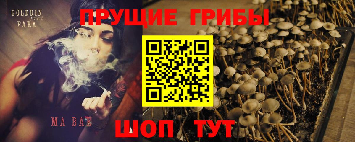 Псилоцибиновые грибы Psilocybe Киржач